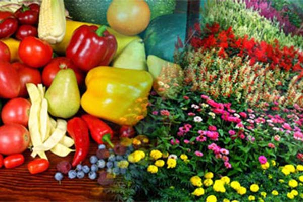 Delta Cargo Connections | Horticulture Exports Horticulture exports