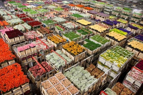 Air Freight for Flowers and Vegetables