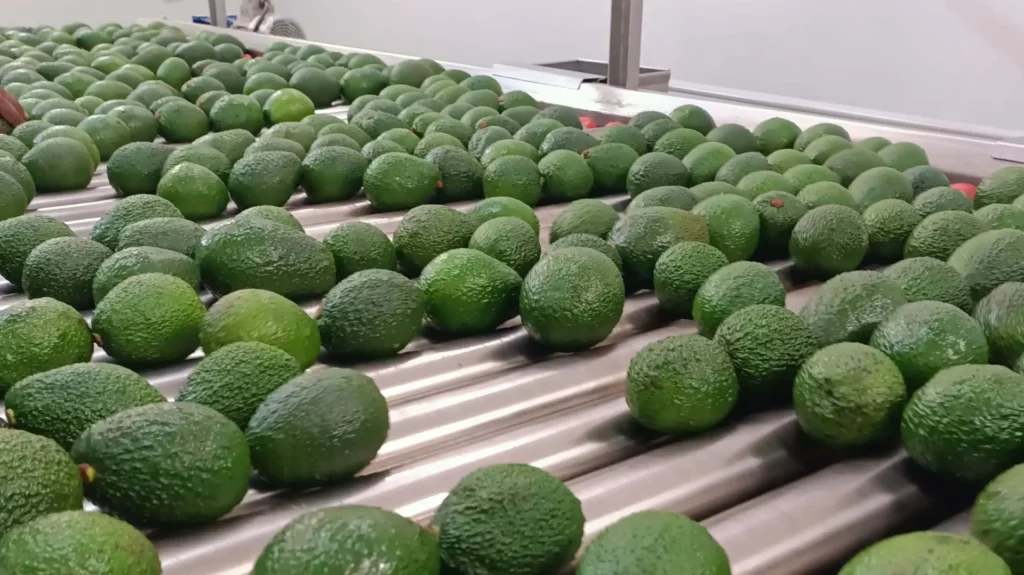Avocado Export in Kenya