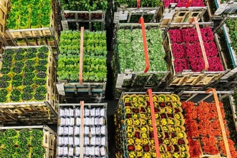 Export Perishables in Kenya