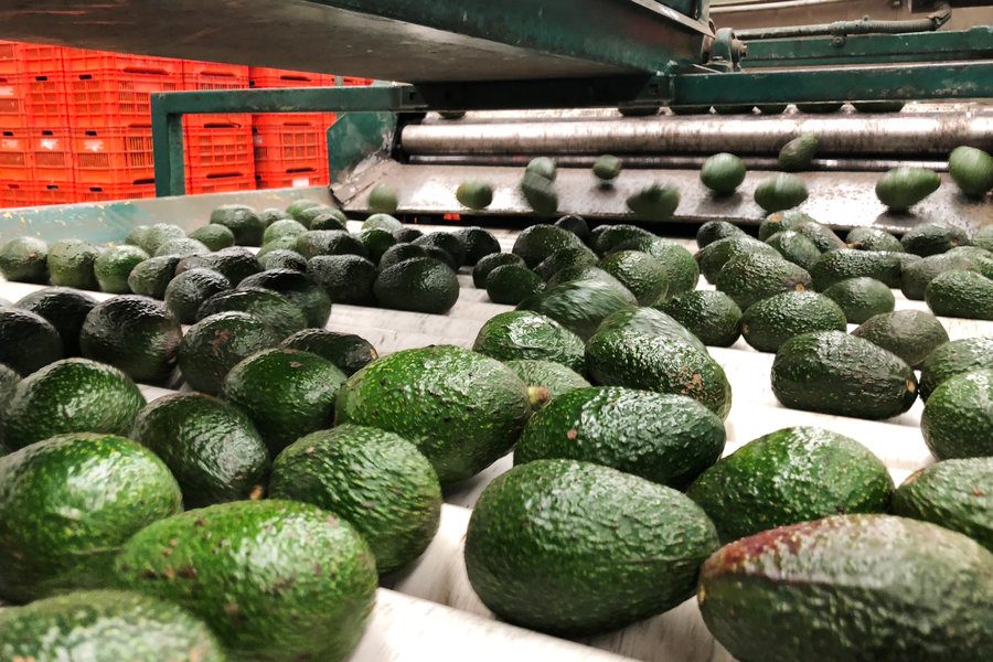 Avocado Export In Kenya