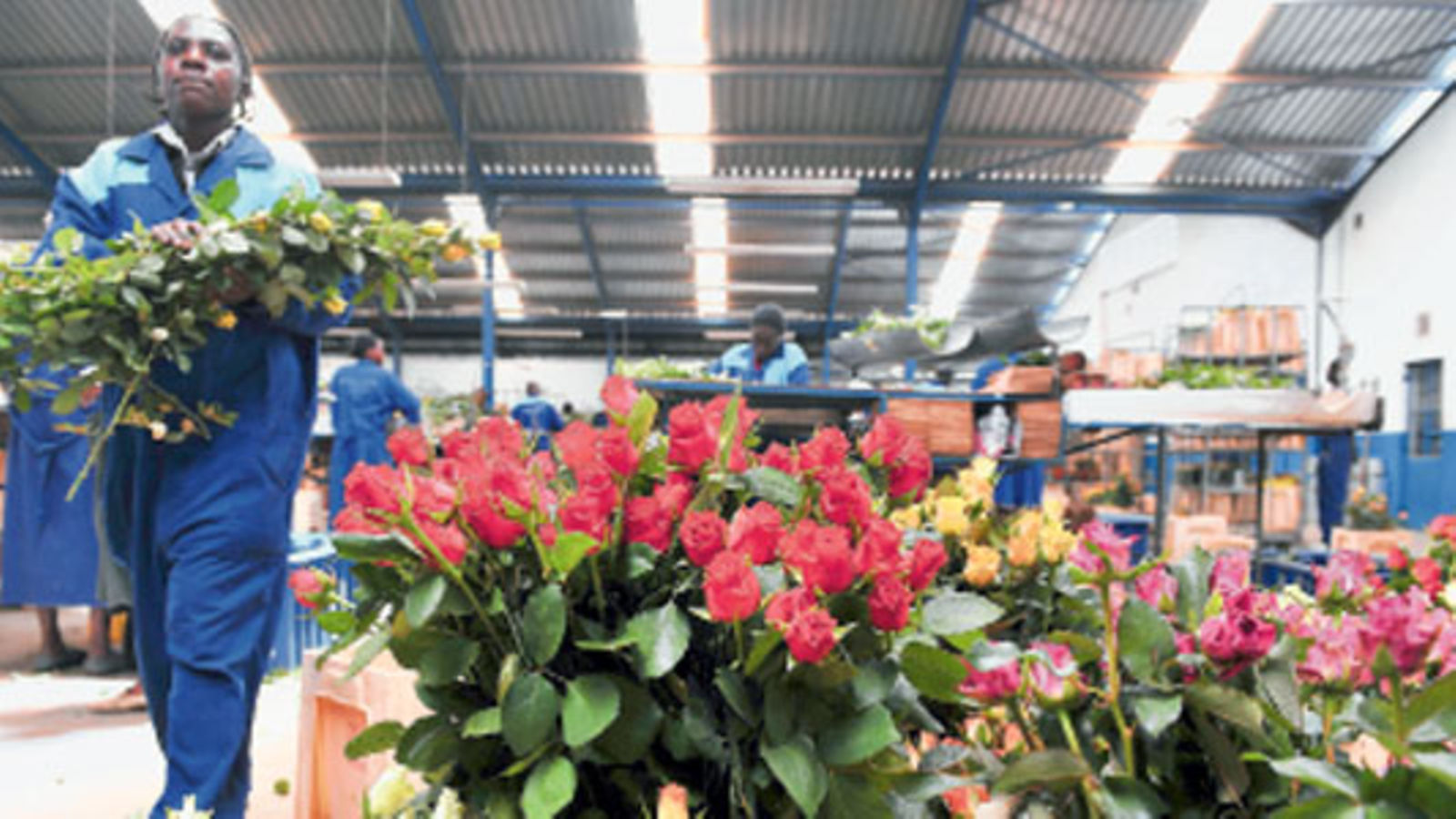 Horticulture Export in Kenya