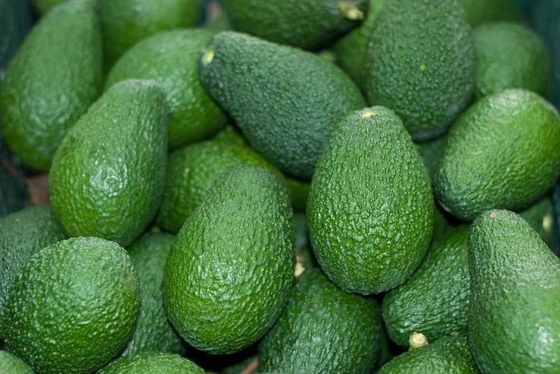 Avocado for Export in Kenya
