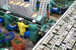 Avocado in creates for export